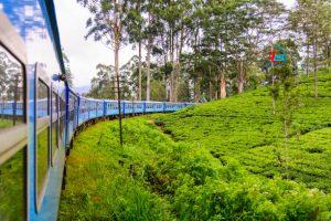 “Scenic blue train traveling through the lush green tea plantations between Kandy and Ella in Sri Lanka.”